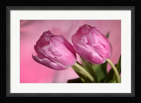 Framed Pink Tulip Duo Print