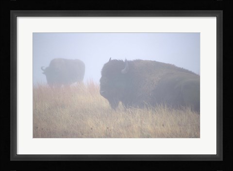 Framed Theodore Roosevelt National Park Buffalo Print