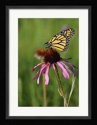 Framed Shades Of Nature Butterfly And Flower II Print