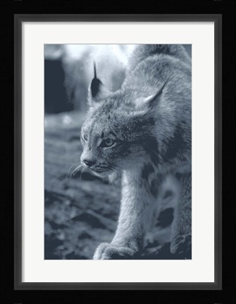 Framed Lynx Print