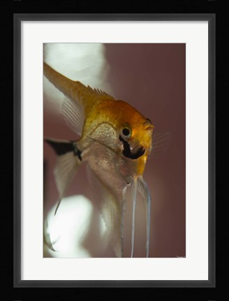 Framed Angel Fish VIII Print