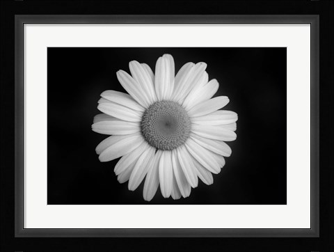 Framed Gerber Daisy On Black Print