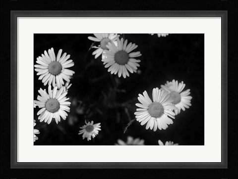 Framed Gerber Daisies On Black Print