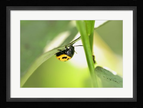 Framed Yellow And Black Ladybug Print