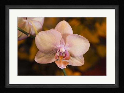 Framed Pink Spotted Flower On Stem Print