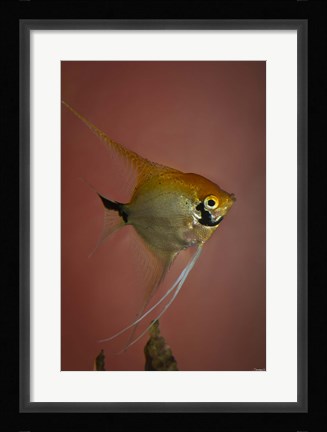 Framed Angel Fish V Print
