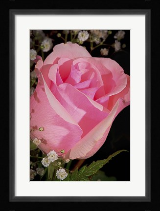 Framed Rose Pink Closeup Print