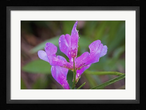Framed Bloomed Magenta Flower And Dew Print