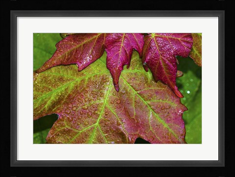 Framed Fall Leaves After Rain Print