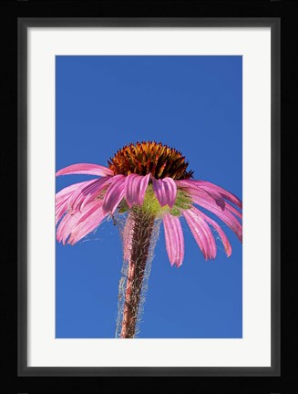 Framed Pink And Red Flower On Blue Print