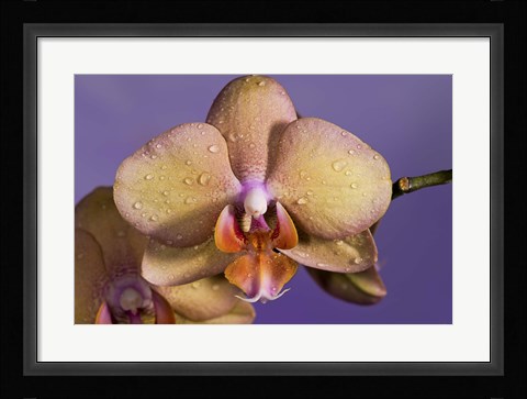 Framed Pink Spotted Flower Print