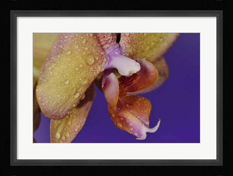 Framed Dew On Pink Spotted Flower Closeup Print