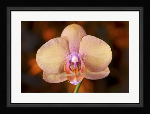Framed Pink Spotted Flower On Red Print