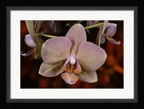 Framed Pink And Yellow Spotted Flower With Dew II Print