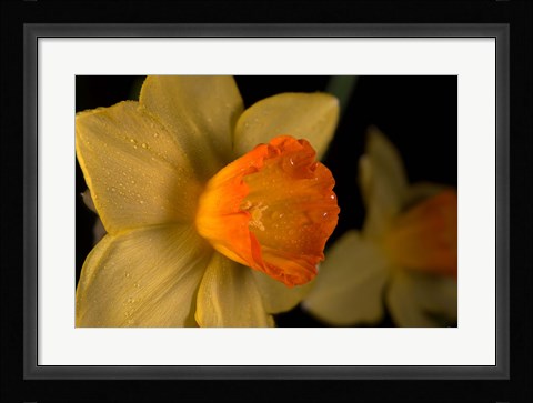 Framed Orange And Yellow Flower Side View Print