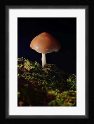 Framed Red Mushroom And Green Moss Print