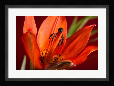 Framed Red Lily With Black Specks Print