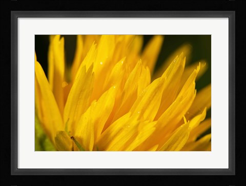 Framed Blue Dragonfly On Green Stem Print
