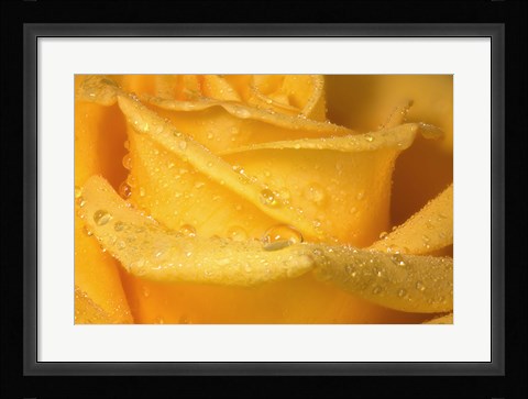 Framed Yellow Rose And Dew Closeup Print