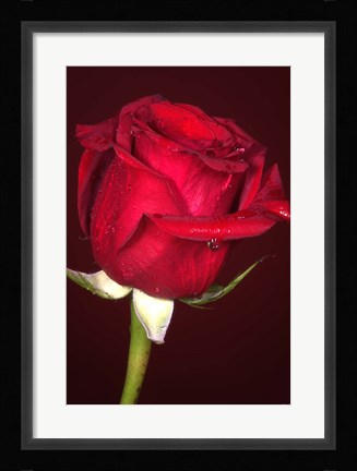 Framed Red Rose And Raindrops Print