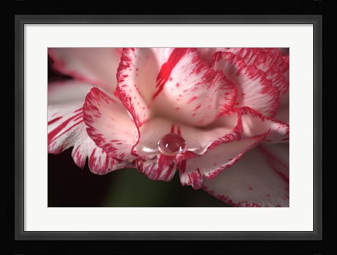 Framed Red And White Carnation And Raindrop Print
