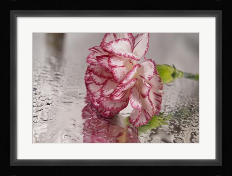 Framed Pink And White Carnation Reflected Print