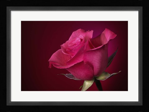 Framed Red Rose On Red Print
