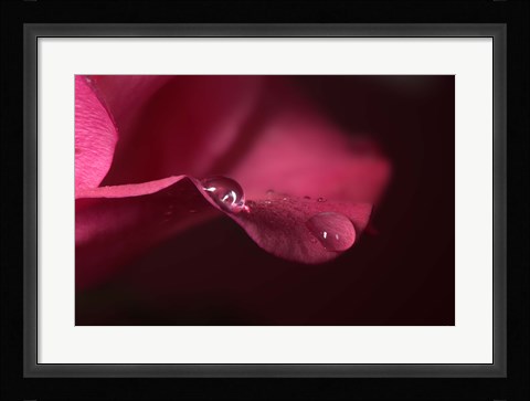 Framed Red Rose Petal And Two Raindrops Print