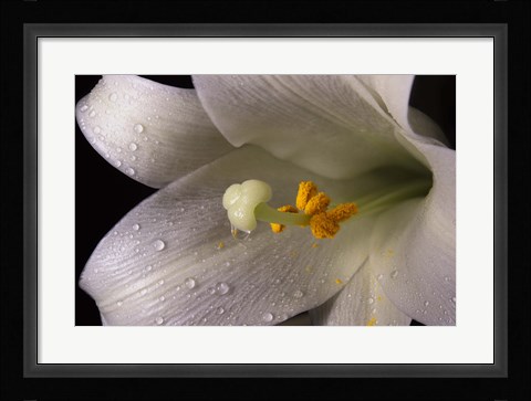 Framed White Lily Closeup Print