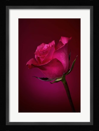 Framed Red Rose On Red Glow Print
