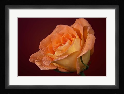 Framed Orang Rose On Red Glow Closeup Print