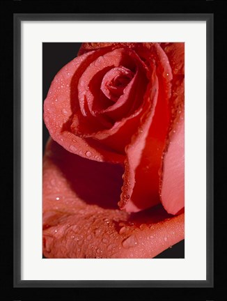 Framed Rose Red II Print