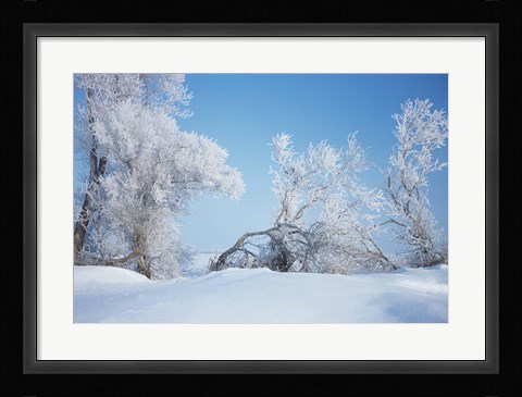 Framed Snow Terrain Trees Print