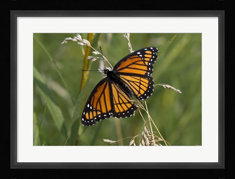 Framed Orange And Black Butterfly In Greenery Print