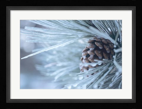 Framed Frosted Pine Cone And Pine Needles IV Print