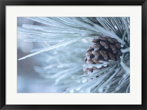 Framed Frosted Pine Cone And Pine Needles IV Print