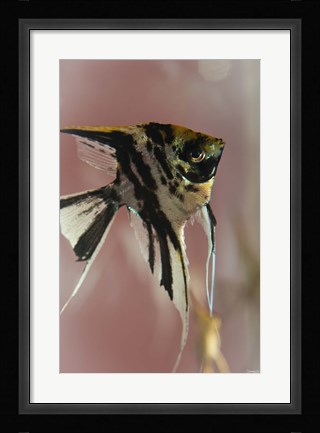 Framed Angel Fish IX Print