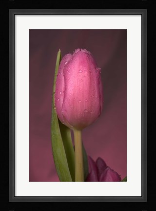 Framed Pink Tulip And Stem Print