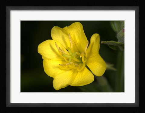 Framed Yellow Flower Closeup Print
