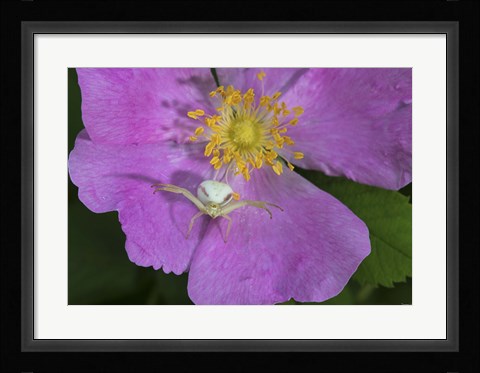 Framed North Shore Insect On Pink Flower Print