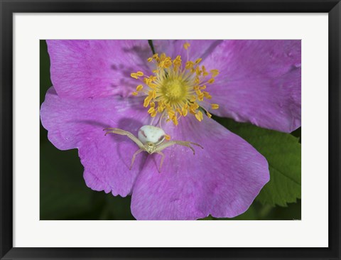 Framed North Shore Insect On Pink Flower Print