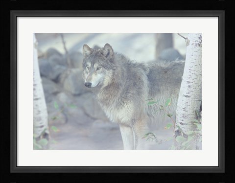 Framed Wolf In The Mist Print