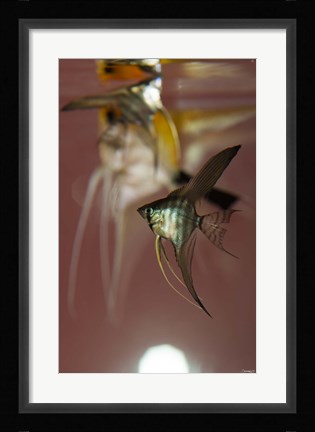 Framed Angel Fish VI Print