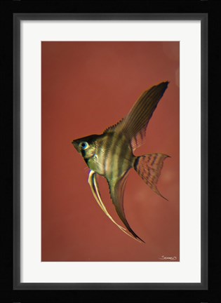 Framed Angel Fish IV Print