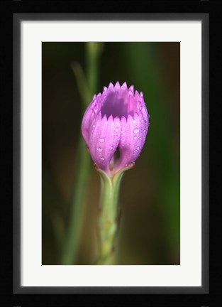 Framed Purple Flower On Stem Print