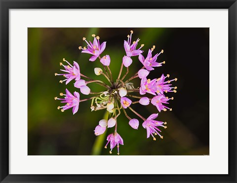 Framed Pink Small Flower Buds Print