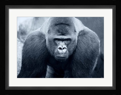 Framed Gorilla Print