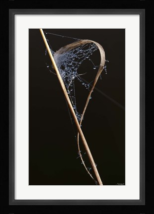 Framed Web On Brown Grass Blade Print