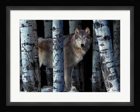 Framed Moon Shadows Print