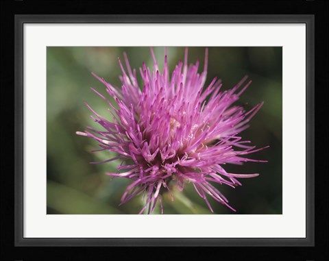 Framed Magenta Flower Bloom 48 Print